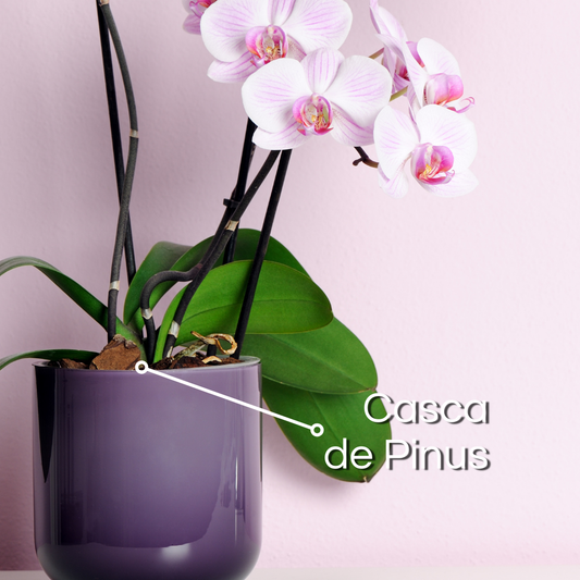 Casca de Pinus 500g Nova Tropical